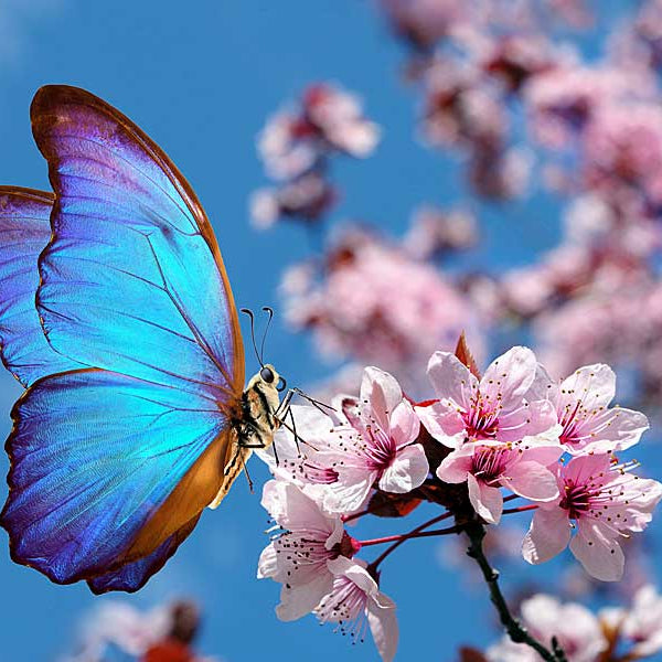 butterfly on cherry blossoms